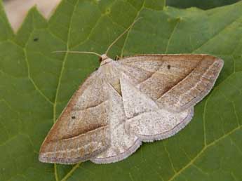 Petrophora chlorosata Scop. adulte - Lionel Taurand