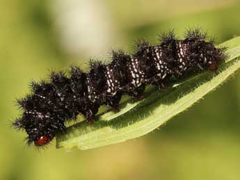  Chenille de Melitaea cinxia L. - Lionel Taurand