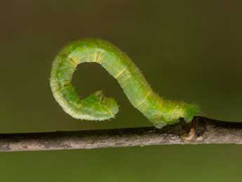  Chenille de Dysstroma citrata L. - ©Kimmo Silvonen