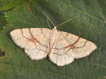 Adactylotis contaminaria Hb. adulte - Philippe Mothiron