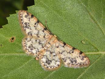 Idaea contiguaria Hb. adulte - ©Philippe Mothiron