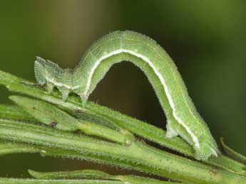  Chenille de Pseudoterpna coronillaria Hb. - ©Philippe Mothiron