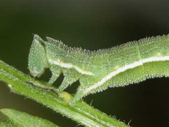  Chenille de Pseudoterpna coronillaria Hb. - Philippe Mothiron