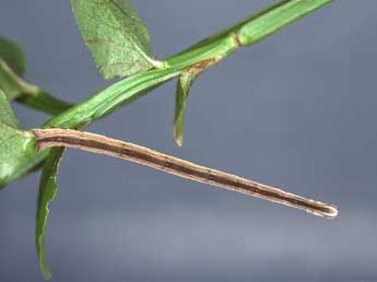  Chenille de Scopula corrivalaria Kretsch. - ©Kimmo Silvonen