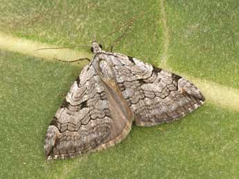 Aplocera corsalta Schaw. adulte - Philippe Mothiron