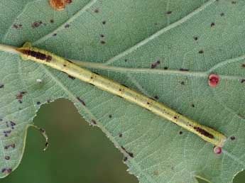  Chenille de Electrophaes corylata Thnbg - Jeroen Voogd