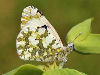 Euchloe crameri Butler adulte - ©Lionel Taurand