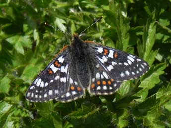 Euphydryas cynthia D. & S. adulte - Philippe Mothiron