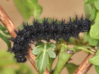  Chenille de Euphydryas desfontainii God. - ©Lionel Taurand