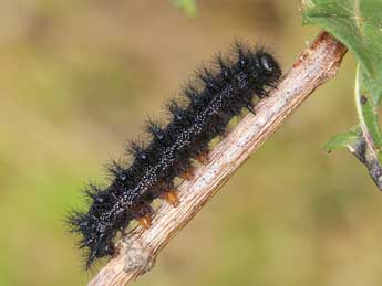  Chenille de Euphydryas desfontainii God. - ©Lionel Taurand