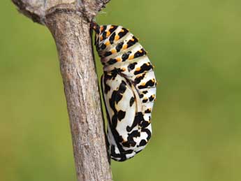  Chrysalide de Euphydryas desfontainii God. - Lionel Taurand