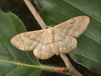 Idaea deversaria H.-S. adulte - ©Philippe Mothiron