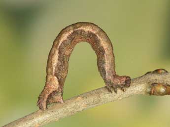  Chenille de Idaea deversaria H.-S. - Heiner Ziegler