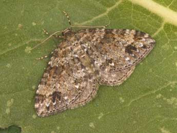 Mesotype didymata L. adulte - Philippe Mothiron