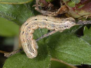  Chenille de Yezognophos dilucidaria D. & S. - ©Wolfgang Wagner, www.pyrgus.de