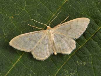 Idaea dilutaria Hb. adulte - ©Philippe Mothiron