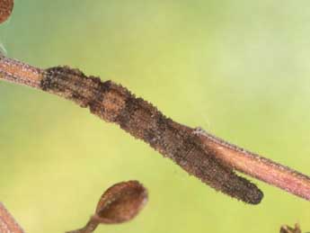  Chenille de Idaea dilutaria Hb. - ©Heiner Ziegler