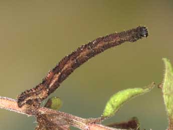  Chenille de Idaea dilutaria Hb. - Heiner Ziegler