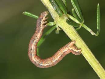  Chenille de Cataclysme dissimilata Rbr - ©Philippe Mothiron