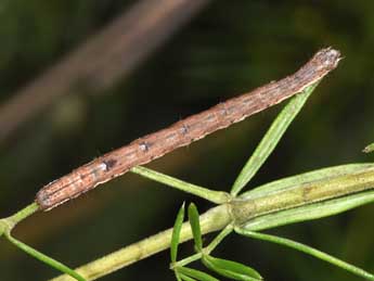  Chenille de Cataclysme dissimilata Rbr - Philippe Mothiron