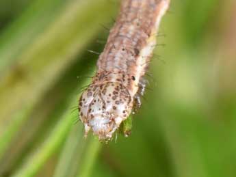  Chenille de Cataclysme dissimilata Rbr - Philippe Mothiron