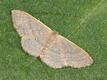 Idaea distinctaria Bsdv. adulte - Philippe Mothiron