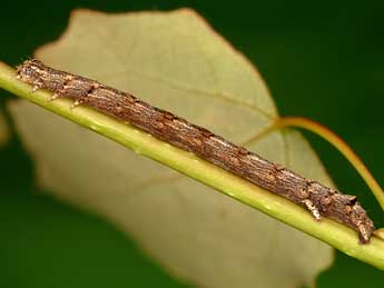  Chenille de Epirranthis diversata D. & S. - Kimmo Silvonen