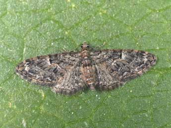 Eupithecia dodoneata Gn. adulte - ©Philippe Mothiron