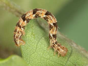  Chenille de Eupithecia dodoneata Gn. - ©Heiner Ziegler