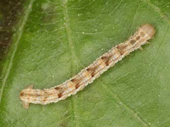  Chenille de Eupithecia dodoneata Gn. - Heiner Ziegler