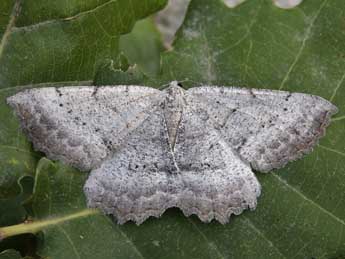 Odontognophos dumetata Tr. adulte - ©Lionel Taurand