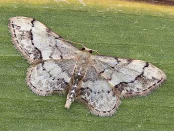 Idaea efflorata Z. adulte - Lionel Taurand