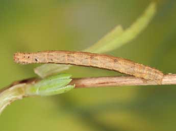  Chenille de Idaea elongaria Rbr - Heiner Ziegler