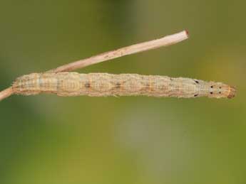  Chenille de Idaea elongaria Rbr - Heiner Ziegler