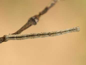  Chenille de Scopula emutaria Hb. - Jeroen Voogd