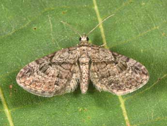 Eupithecia ericeata Rbr adulte - Philippe Mothiron