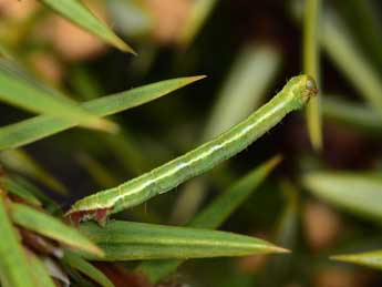  Chenille de Eupithecia ericeata Rbr - Paolo Mazzei