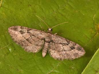 Eupithecia ericeata Rbr adulte - Philippe Mothiron