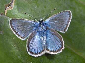 Polyommatus eros O. adulte - Philippe Mothiron