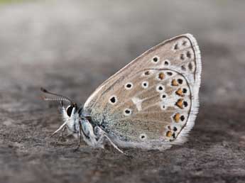 Polyommatus eros O. adulte - ©Philippe Mothiron