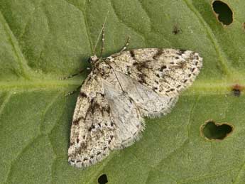 Tephronia espaniola Schaw. adulte - ©Lionel Taurand