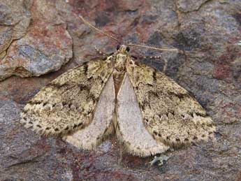 Tephronia espaniola Schaw. adulte - ©Lionel Taurand