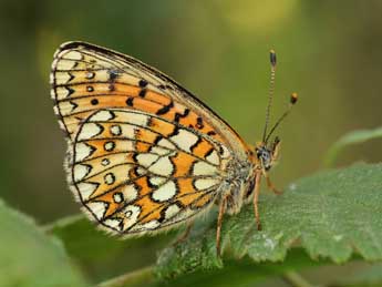 Boloria eunomia Esp. adulte - ©Lionel Taurand