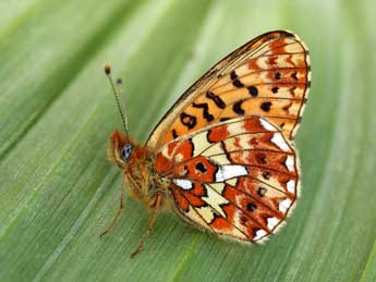 Boloria euphrosyne L. adulte - ©Lionel Taurand