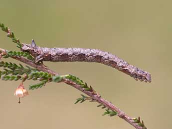  Chenille de Dyscia fagaria Thnbg - ©Jeroen Voogd