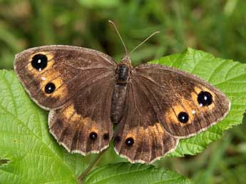 Satyrus ferula F. adulte - Lionel Taurand