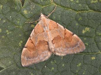 Pennithera firmata Hb. adulte - ©Philippe Mothiron