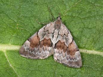 Pennithera firmata Hb. adulte - Philippe Mothiron