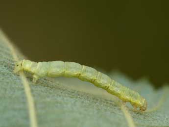  Chenille de Hydrelia flammeolaria Hfn. - ©Kimmo Silvonen