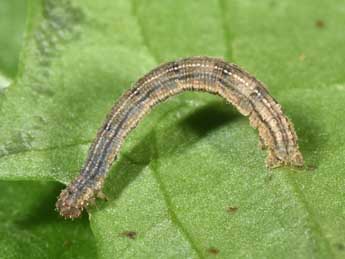  Chenille de Idaea flaveolaria Hb. - Philippe Mothiron